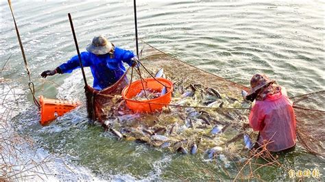 魚池養魚|魚塭